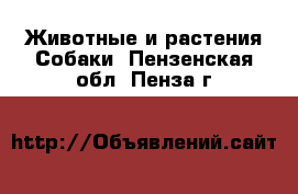 Животные и растения Собаки. Пензенская обл.,Пенза г.